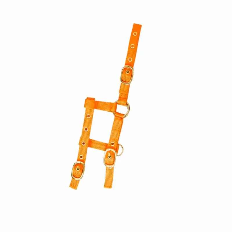 Best - Licol réglable mini orange Licols Poneys