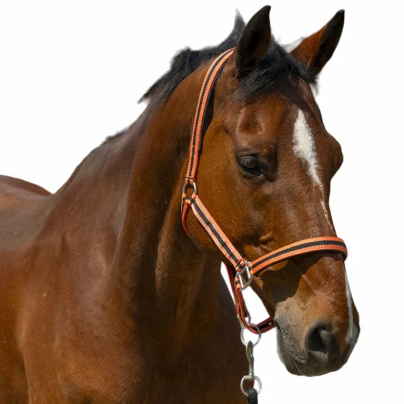 Licols Poneys*Norton - Licol Satine corail/ noir Orange