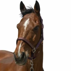 Discount - Licol Zari Licols Poneys