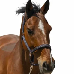 Licols Poneys*Norton - Licol Zari Marine