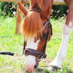 Cso|Bridons Poneys*Norton Pro - Bridon Miss Havane