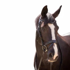 Sale - Bridon Smoothie avec rênes Cso|Bridons