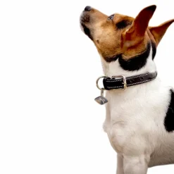 Colliers*Pénélope - Collier pour chien Olie Noir