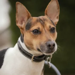 Colliers*Pénélope - Collier pour chien Olie Noir