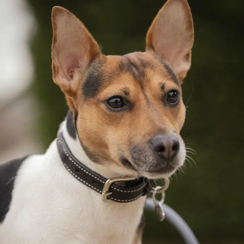 Colliers*Pénélope - Collier pour chien Olie Noir