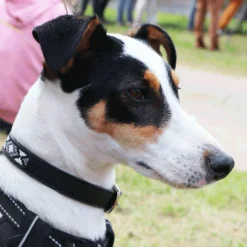 Outlet - Collier pour chien Pearls / Blanc Colliers