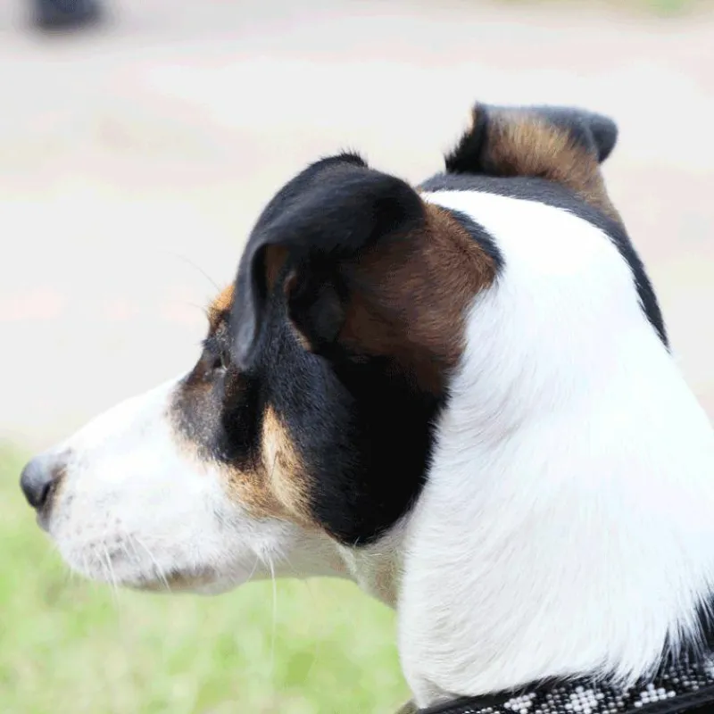 Outlet - Collier pour chien Pearls / Blanc Colliers