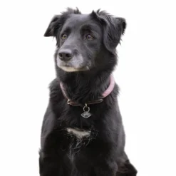 - Collier pour chien Billie / lurex Colliers