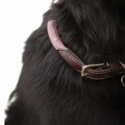 - Collier pour chien Billie / lurex Colliers