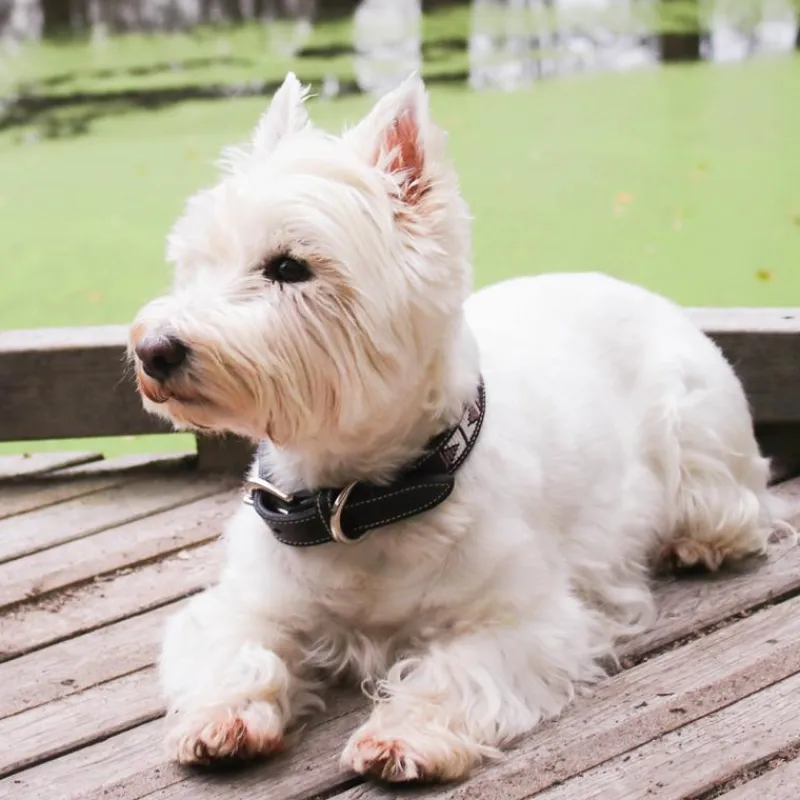 Colliers*Pénélope - Collier pour chien Pearls Havane/ Rose