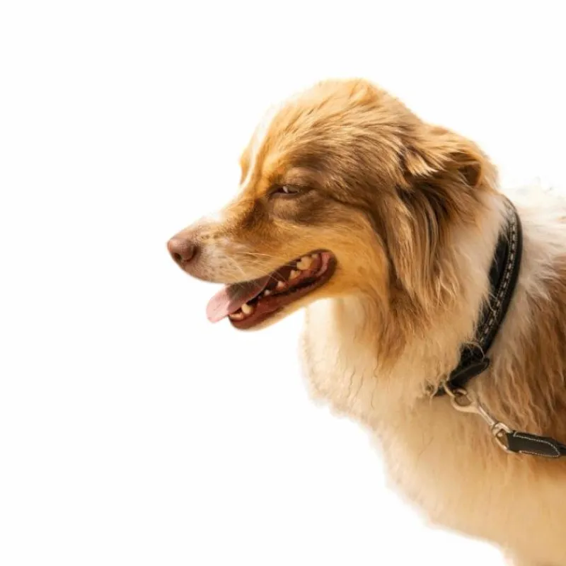 Colliers*Pénélope - Collier pour chien Noir