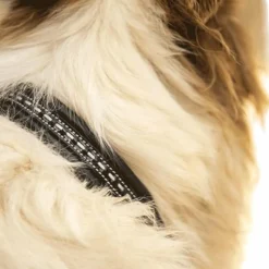 Colliers*Pénélope - Collier pour chien Noir