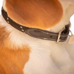 Sale - Collier pour chien Billie / lurex Colliers