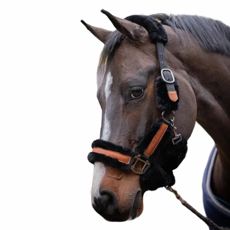 - Licol mouton et cuir / Licols Poneys|Licols Avec Mouton