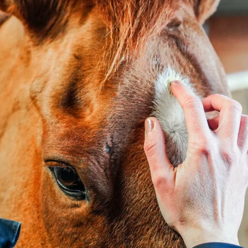 Dermite Estivale|Cicatrisants*Ravene - Crème soin cutané Derma Protec