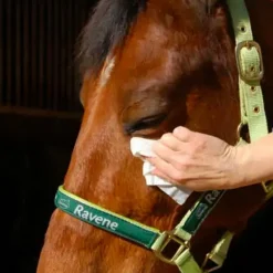 Best - Lingettes nettoyante robe/ yeux et naseaux Easy Shine (25pcs) Élevage|Lingettes Nettoyantes