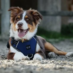 Harnais*Riding World - Harnais pour chien Simba Marine