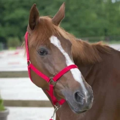 - Licol et longe Club Licols Poneys|Ensembles Licols Et Longes