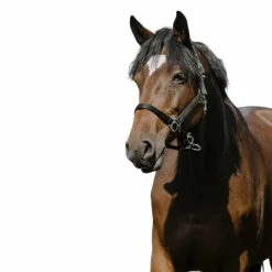 Licols Poneys*Riding World - Licol Nylon Cushion Noir