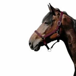 Best - Licol Nylon Cushion Licols Poneys