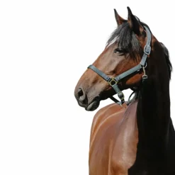 Licols Poneys*Riding World - Licol Nylon Cushion foncé Vert