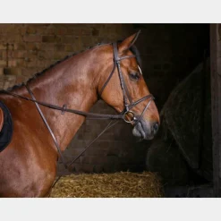 Discount - Martingale fixe Concours Complet D'Equitation|Martingales