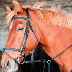 Bridons Poneys|Bridons*TdeT - Bridon Biotack® noir