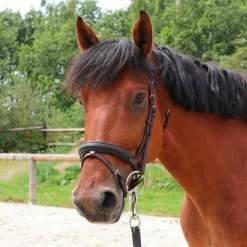 Cso|Bridons Poneys*TdeT - Bridon et rênes Lautrec havane foncé/noir
