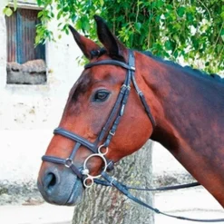 Muserolles*TdeT - Muserolle française/allemande noir